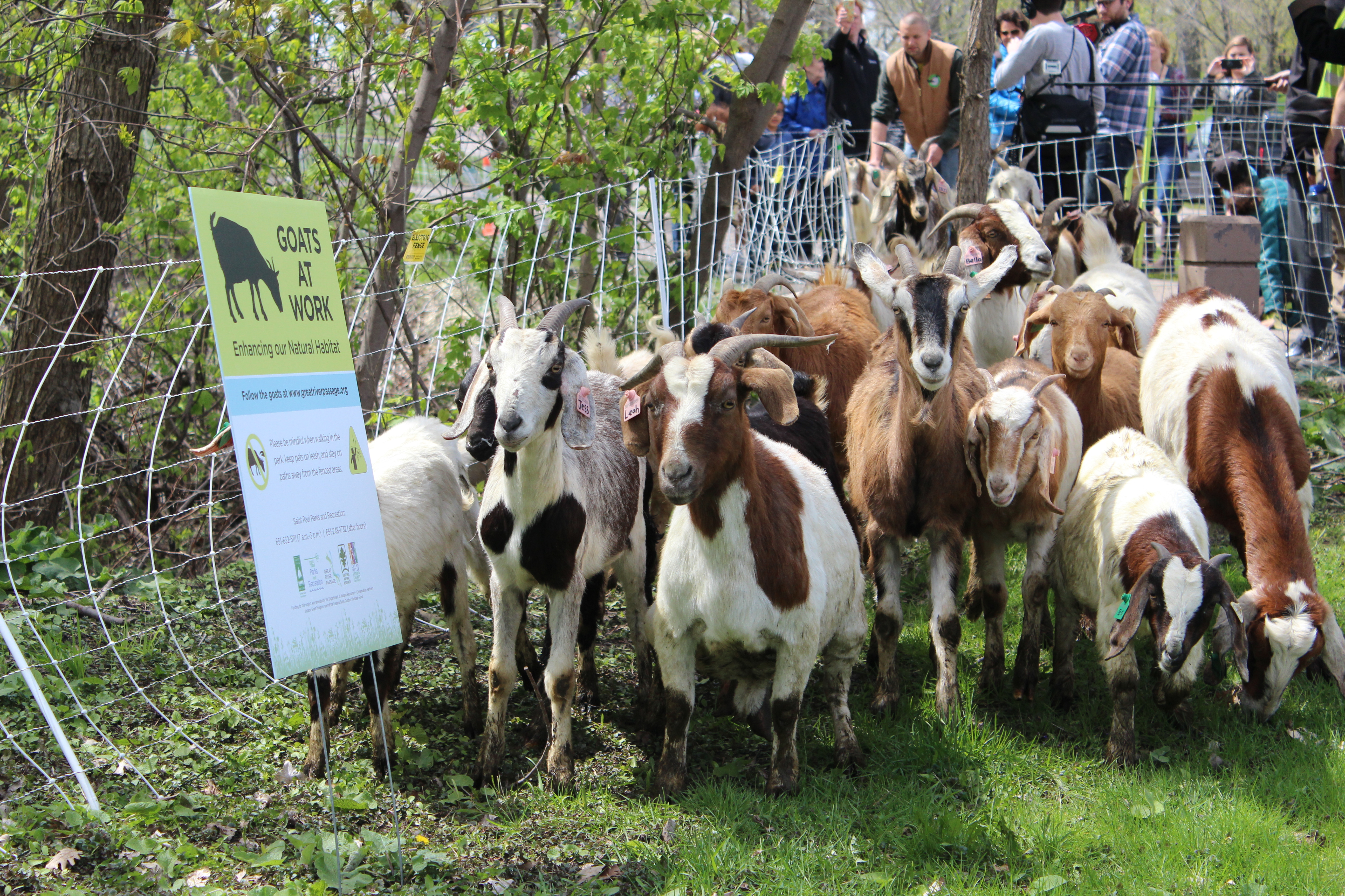 Saint Paul’s Eco-Friendly Goats